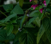 2022 09 17 LongFellowGarden 005